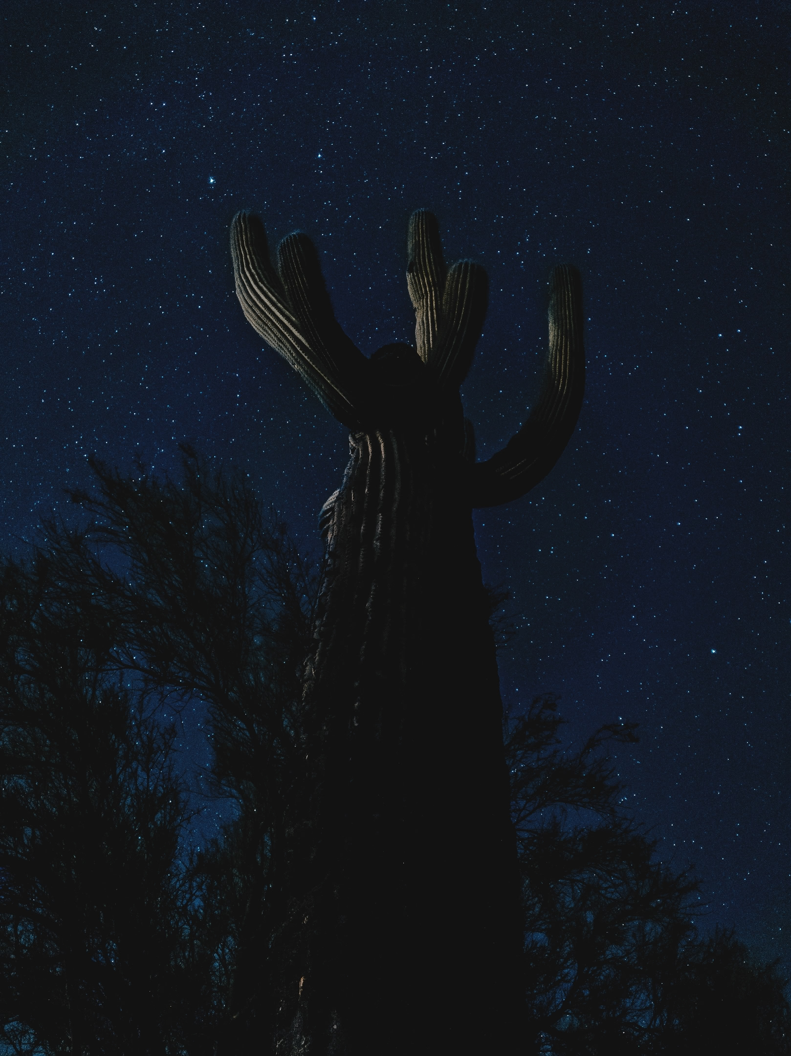 Long-exposure of cactus with night sky. Near Superstition Mountains in Arizona.