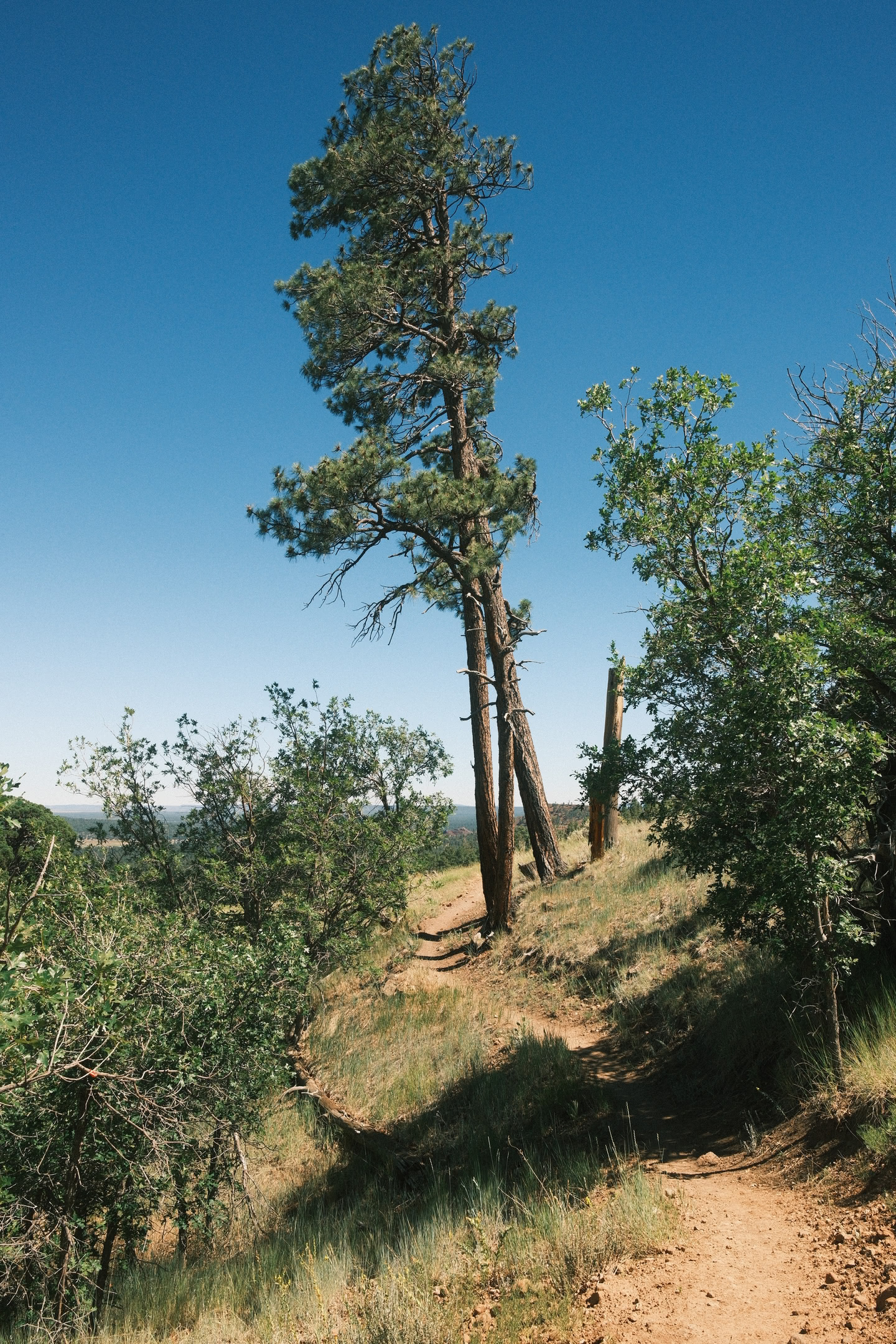 Picture of trail with some trees alongside.