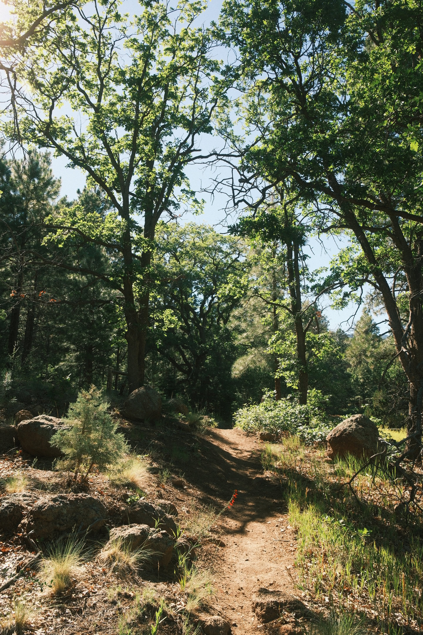 Hiking into a more forested section of trail with more trees and foliage.